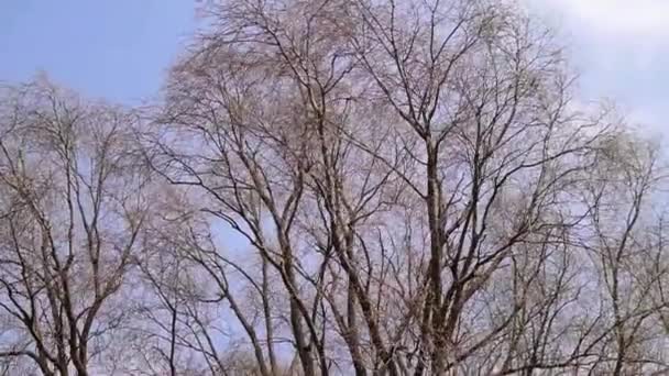Um celeiro velho coberto de árvores no campo — Vídeo de Stock
