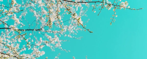 Kiraz çiçekleri dalları. Hafif vintage çapraz işleme ve panoramik çerçeve. İlkbahar konsepti