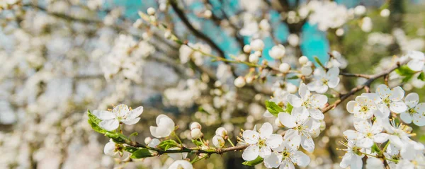 Kiraz çiçekleri dalları. Hafif vintage çapraz işleme ve panoramik çerçeve. İlkbahar konsepti
