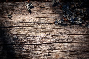 Doğal ahşap dokusu. Farklı dokulara sahip eski ağaç gövdesi