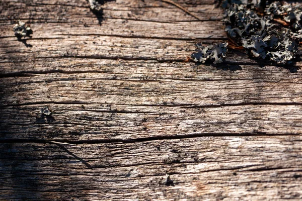 Natürliche Holzstruktur Alter Baumstamm Mit Unterschiedlichen Strukturen — Stockfoto