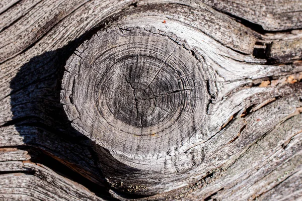 Natural wood texture. Old tree trunk with different textures