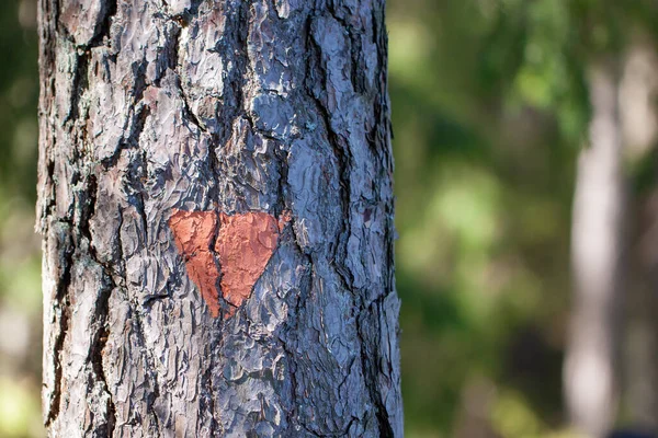 Close-up of orange trail marker painted on a tree for hikers and tourists on a hiking trail