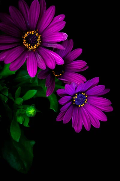 Крупный План Цветка Остеоспермамы Африканской Маргаритки Фиолетовая Макросъемка Драматическая Капризная — стоковое фото