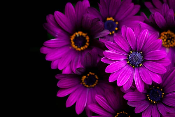 Gros Plan Une Fleur Osteospermum Marguerite Africaine Violet Macro Photographie — Photo