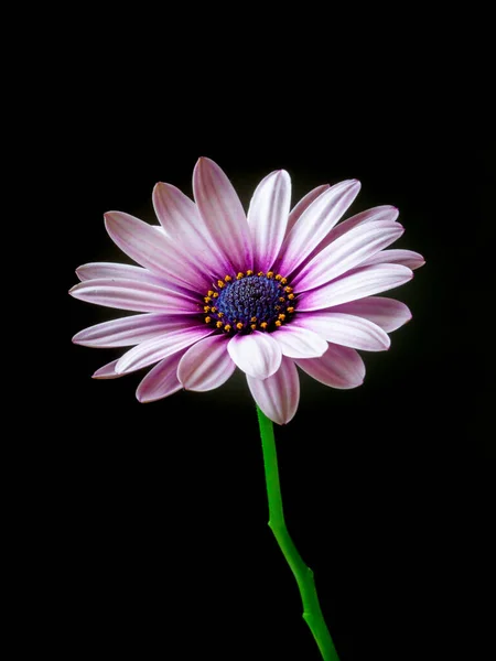 Gros Plan Une Fleur Osteospermum Marguerite Africaine Violet Macro Photographie — Photo