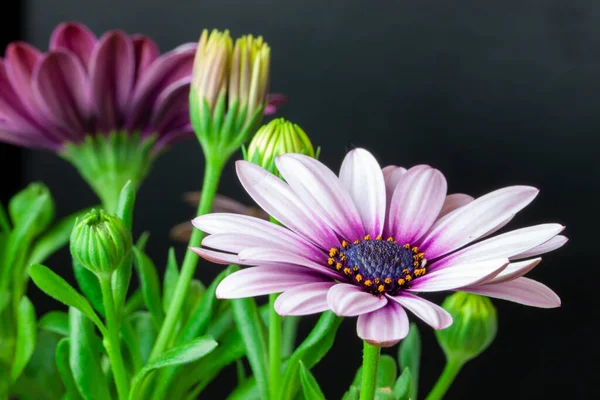 Gros Plan Une Fleur Osteospermum Marguerite Africaine Violet Macro Photographie — Photo