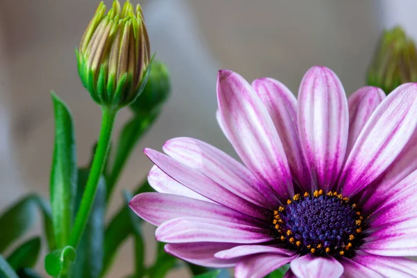 Gros Plan Une Fleur Osteospermum Marguerite Africaine Violet Macro Photographie — Photo