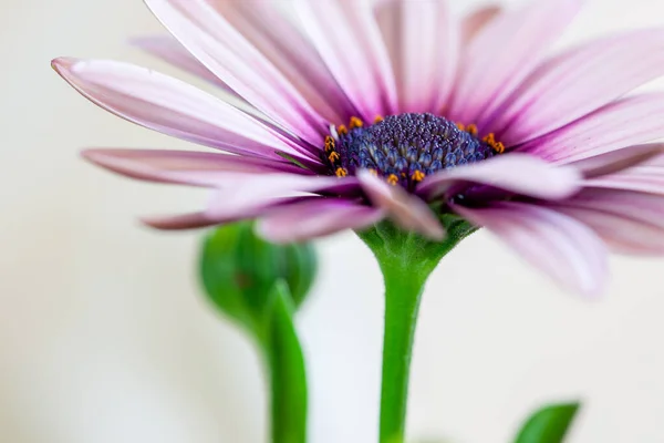 Gros Plan Une Fleur Osteospermum Marguerite Africaine Violet Macro Photographie — Photo