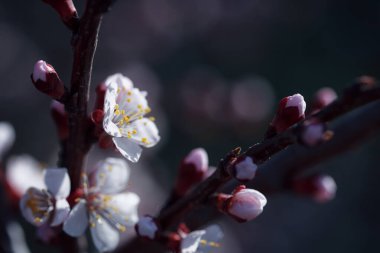 Beyaz çiçeklerle çiçek açan ağaç. Açık bir çiçeğin makro fotoğrafı. Yaz sezonu. Güneşli bir hava. Hassas renklerde tonlama. Yazı için alanı kopyala.