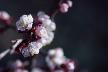 Beyaz çiçeklerle çiçek açan ağaç. Açık bir çiçeğin makro fotoğrafı. Yaz sezonu. Güneşli bir hava. Hassas renklerde tonlama. Yazı için alanı kopyala.
