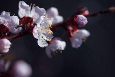 Beyaz çiçeklerle çiçek açan ağaç. Açık bir çiçeğin makro fotoğrafı. Yaz sezonu. Güneşli bir hava. Hassas renklerde tonlama. Yazı için alanı kopyala.