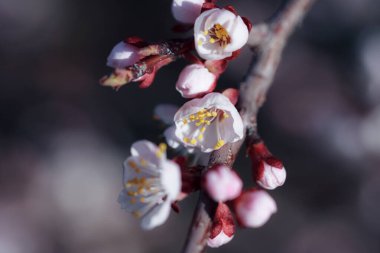 Beyaz çiçeklerle çiçek açan ağaç. Açık bir çiçeğin makro fotoğrafı. Yaz sezonu. Güneşli bir hava. Hassas renklerde tonlama. Yazı için alanı kopyala.