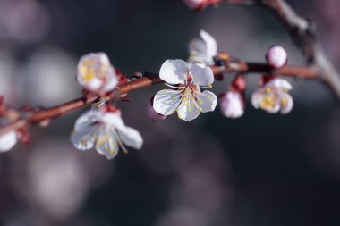 Beyaz çiçeklerle çiçek açan ağaç. Açık bir çiçeğin makro fotoğrafı. Yaz sezonu. Güneşli bir hava. Hassas renklerde tonlama. Yazı için alanı kopyala.