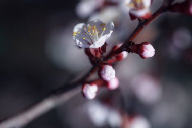 Beyaz çiçeklerle çiçek açan ağaç. Açık bir çiçeğin makro fotoğrafı. Yaz sezonu. Güneşli bir hava. Hassas renklerde tonlama. Yazı için alanı kopyala.