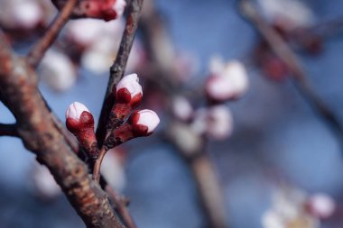 Beyaz çiçeklerle çiçek açan ağaç. Açık bir çiçeğin makro fotoğrafı. Yaz sezonu. Güneşli bir hava. Hassas renklerde tonlama. Yazı için alanı kopyala.