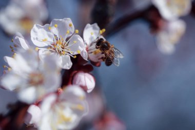 Beyaz çiçeklerle çiçek açan ağaç. Açık bir çiçeğin makro fotoğrafı. Yaz sezonu. Güneşli bir hava. Hassas renklerde tonlama. Yazı için alanı kopyala.
