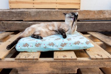 Dekorasyondaki kedi serinletici teras zamanı yaz pozisyonunda yoga yapıyor. 