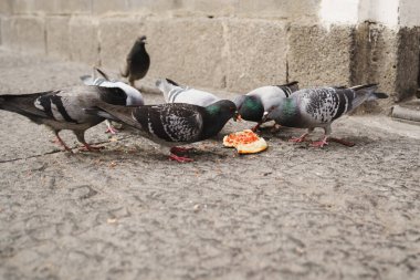 Güvercinler yerde yemek yiyor.