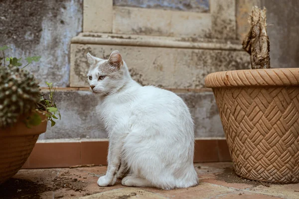 Gatto Bianco Domestico All Aperto — Foto Stock