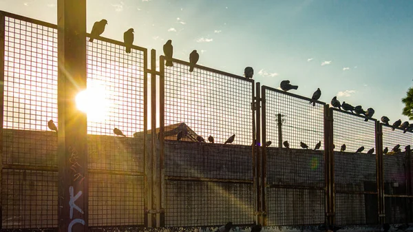 Vögel Sitzen Auf Metallzaun — Stockfoto