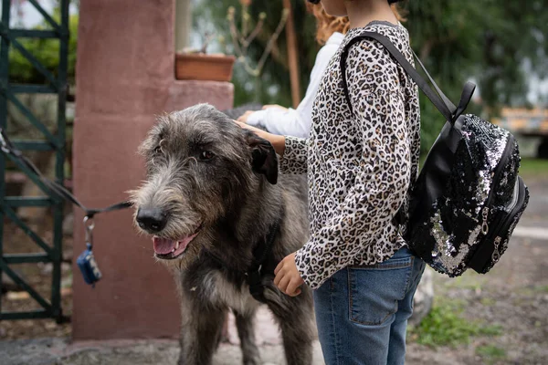 Büyük Köpek Kız Yakın Çekim — Stok fotoğraf