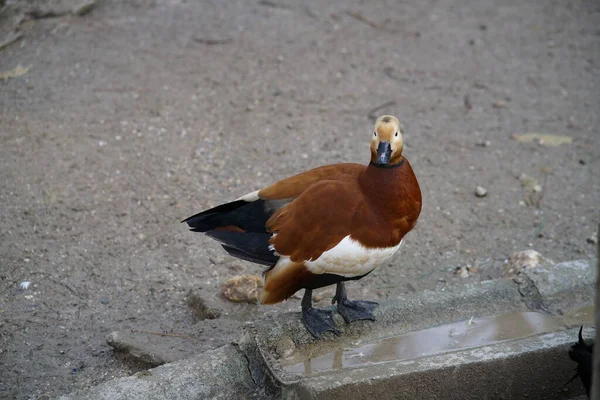 Of ducks, goats, turkey in a park where animals like pigeons