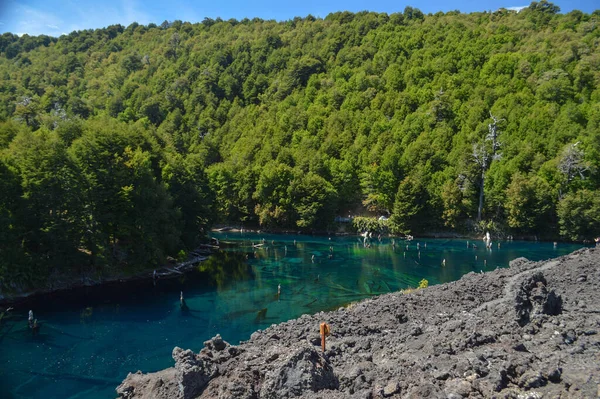 Awesome flooded forest with this magic lake with wood in the background, the place is the National Park Conguillio from Chile