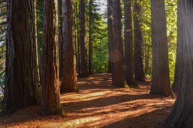 Rotorua, Yeni Zelanda 'daki Hamurana Springs' teki ağaçların arasında.