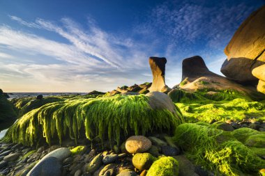 Binh Thuan eyaletinde yosunlu güzel bir sahil Güney Vietnam