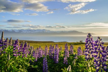 Çiçek açan menekşe / mor Lupine çiçekleri ve kar arka plandaki dağları kaplarken günbatımı. İzlanda manzarasının manzaralı bir manzarası. Hsavk, Kuzey İzlanda.