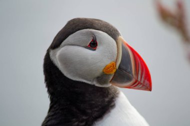 Kuzey Kutbu 'nun ya da turuncu gagalı Atlantik martı kuşunun yakın ve detaylı portre görüntüsü. Beyaz arka plan. Latrabjarg uçurumu, Westfjords, İzlanda