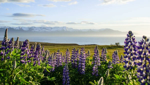 Blooming violet/purple Lupine flowers and snow covered mountains on background while sunset. Scenic panorama view of Icelandic landscape. Hsavk, North Iceland.