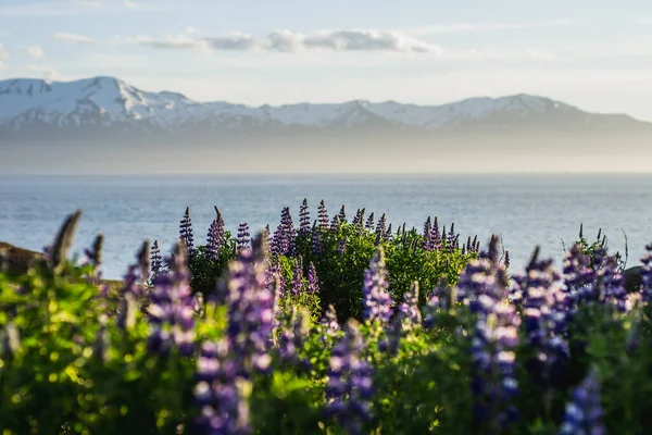 Florecientes Flores Color Violeta Púrpura Lupine Montañas Cubiertas Nieve Fondo —  Fotos de Stock