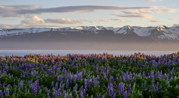 紫色のルパンの花と雪が背景に山を覆い 日没時に咲く アイスランドの風景のパノラマビュー アイスランド北部のハサック — ストック写真