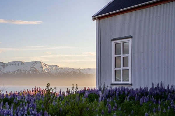 Vue Sur Ferme Traditionnelle Icelandique Nordique Entourée Fleurs Lupins Fleurs — Photo