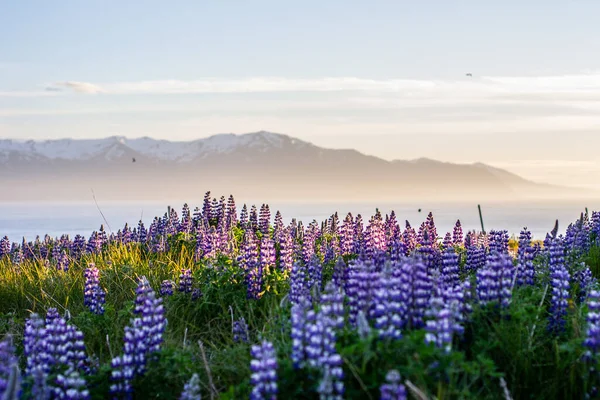 Florecientes Flores Color Violeta Púrpura Lupine Montañas Cubiertas Nieve Fondo —  Fotos de Stock