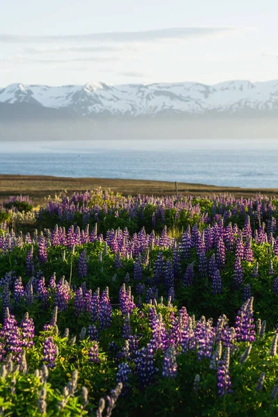 Çiçek açan menekşe / mor Lupine çiçekleri ve kar arka plandaki dağları kaplarken günbatımı. İzlanda manzarasının manzaralı bir manzarası. Hsavk, Kuzey İzlanda.