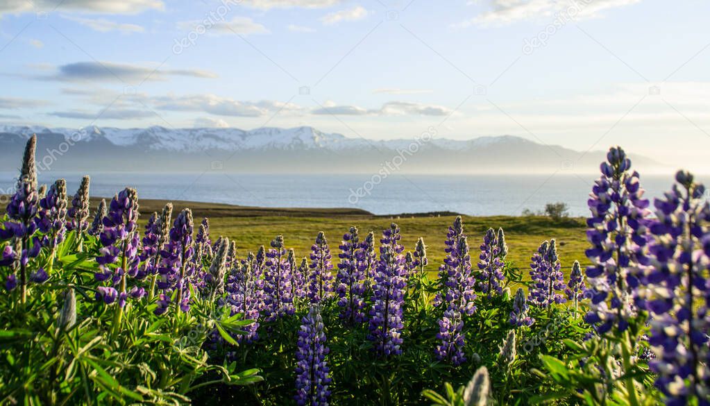 Blooming violet/purple Lupine flowers and snow covered mountains on background while sunset. Scenic panorama view of Icelandic landscape. Hsavk, North Iceland.