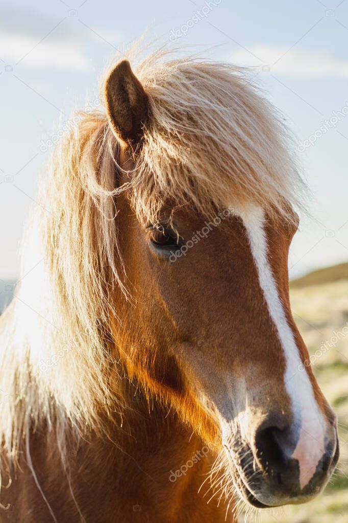 Close up/detailed view of head of beautiful brown Icelandic pony horse looking straight to the camera.
