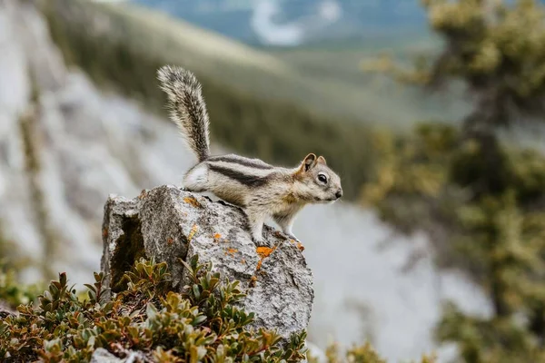 在加拿大落基山脉的岩石上 一只可爱的小花栗鼠独立地坐在岩石上 近距离 详细地观看它的照片 绿色森林自然背景 加拿大坎莫尔Rundle赛道东端 — 图库照片