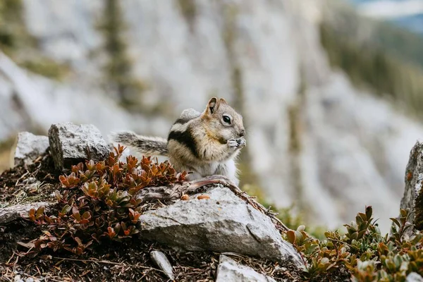 Nahaufnahme Detailansicht Des Niedlichen Streifenhörnchens Isoliert Posiert Auf Einem Felsen — Stockfoto