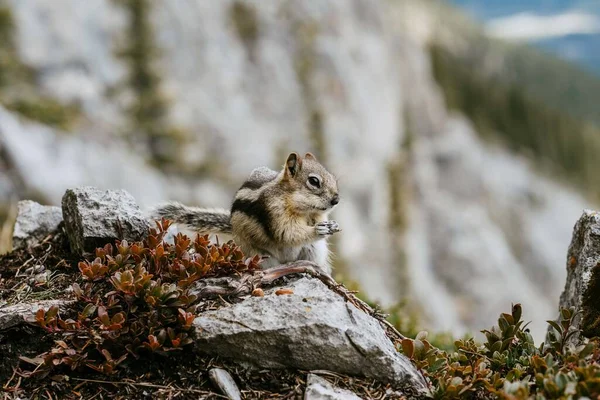 Detailní Detailní Pohled Roztomilé Malé Chipmunk Izolované Pózování Sedí Skále — Stock fotografie