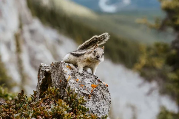 Close Detailed View Cute Little Chipmunk Isolated Posing Sitting Rock — Stock Photo, Image