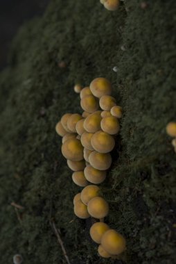 Ormandaki yosun üzerinde sarı mantarlar
