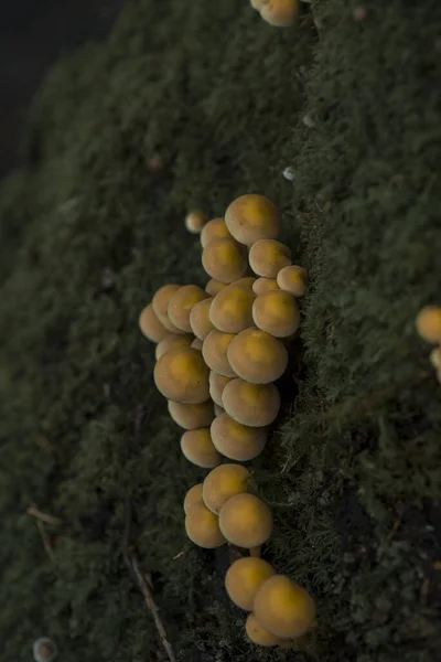 Yellow Mushrooms Moss Forest — Stock Photo, Image