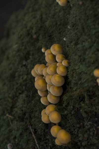 yellow mushrooms on the moss in a forest