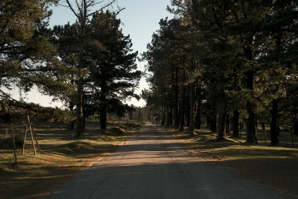 Route Asphaltée Milieu Forêt Sur Coucher Soleil — Photo