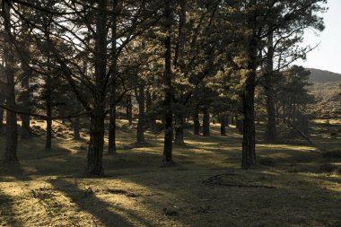 Orman dağda gün batımında Ağaçların arasında parlayan ışıkla