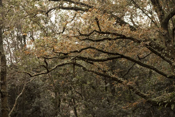 Ramos Árvore Com Folhas Verdes Amarelas Uma Floresta — Fotografia de Stock